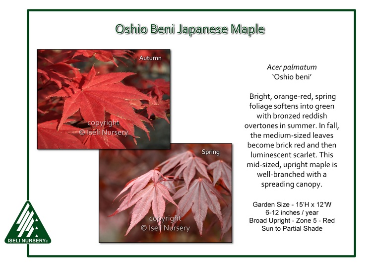 Acer palmatum 'Oshio Beni'