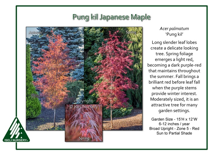 Acer palmatum 'Pung Kil'