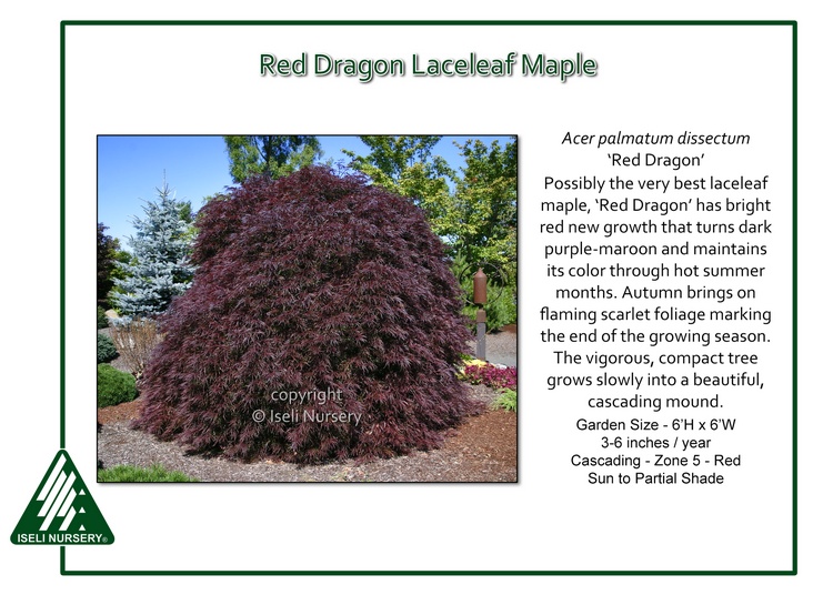 Acer palmatum 'Red Dragon'