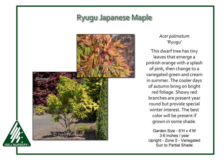 Acer palmatum 'Ryugu'