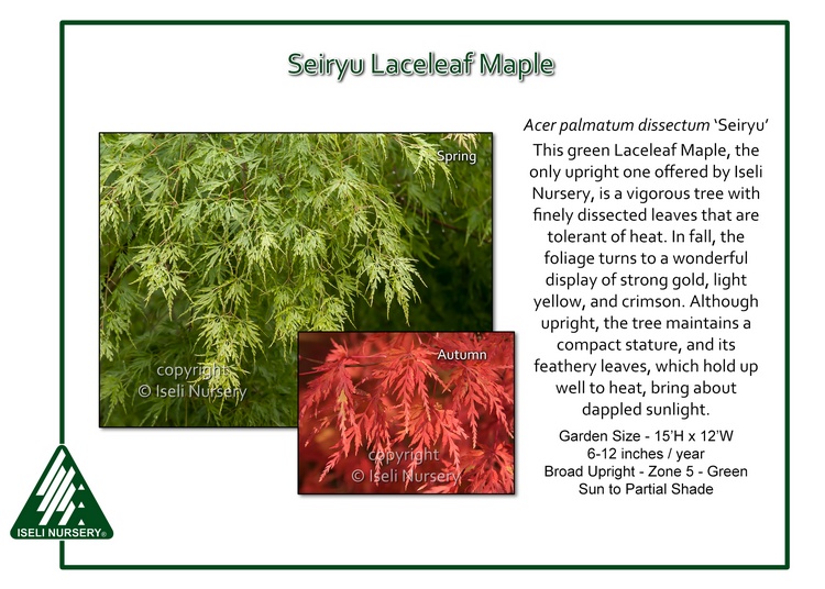 Acer palmatum 'Seiryu'