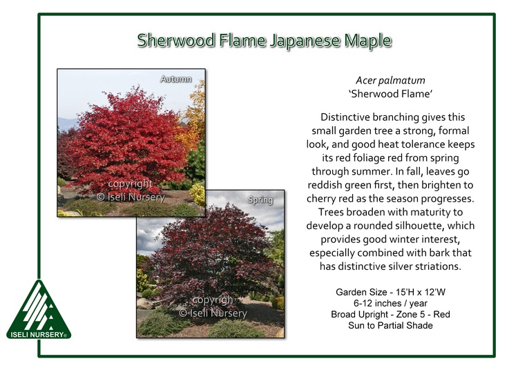 Acer palmatum 'Sherwood Flame'