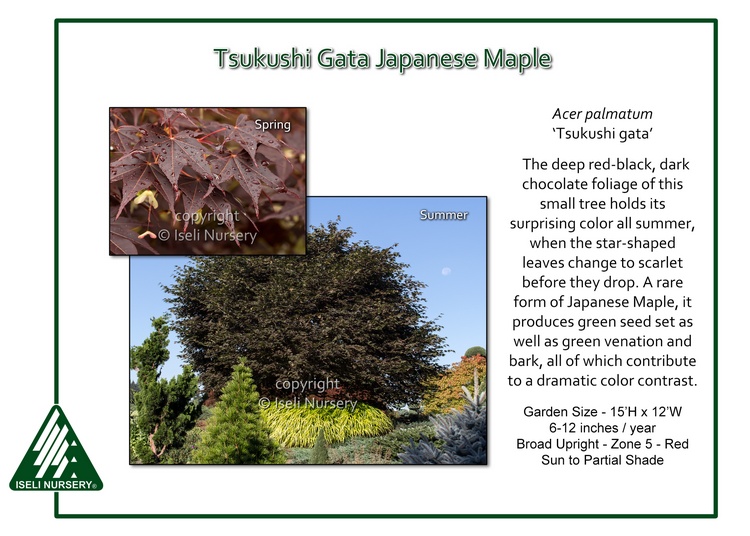 Acer palmatum 'Tsukushi Gata'