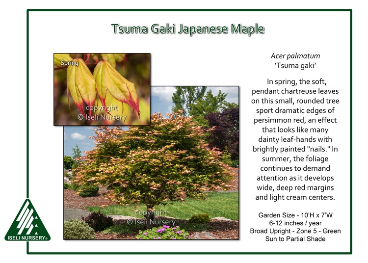 Acer palmatum 'Tsuma Gaki'