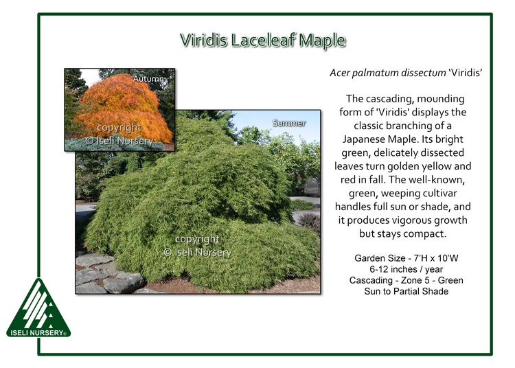 Acer palmatum 'Viridis'