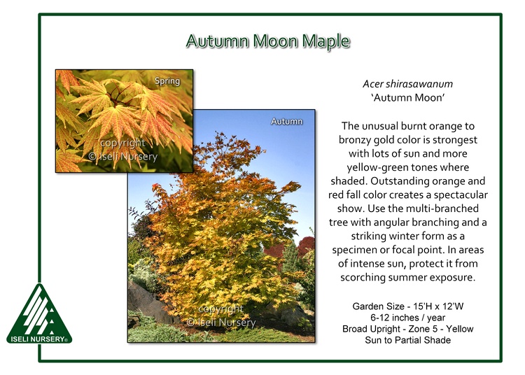 Acer shirasawanum 'Autumn Moon'