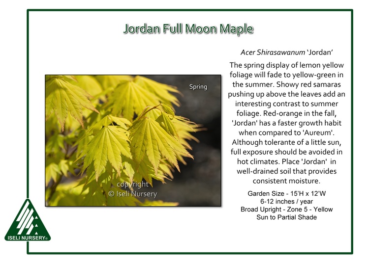 grænse Kirkestol Sovereign Acer shirasawanum 'Jordan' - Iseli Nursery