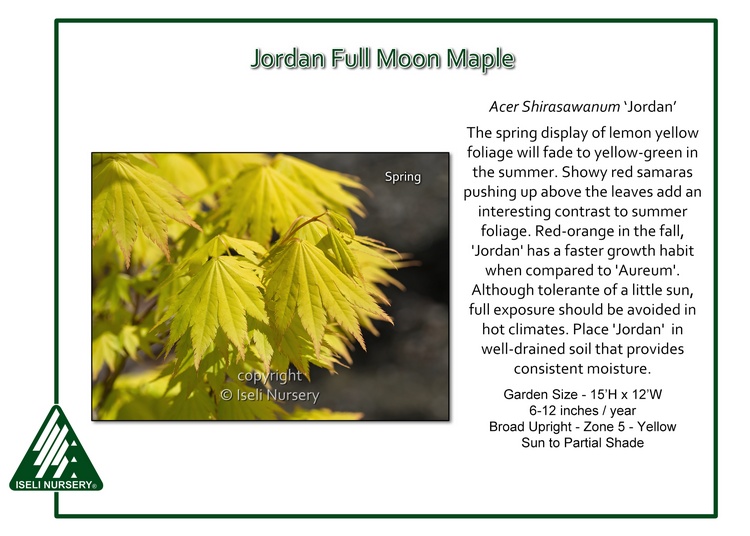 Acer shirasawanum 'Jordan' - Nursery