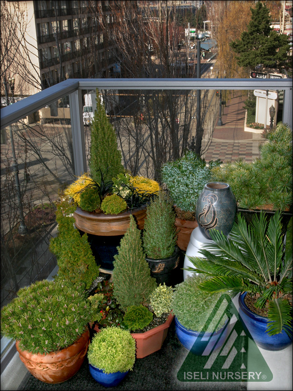 Balcony Containers