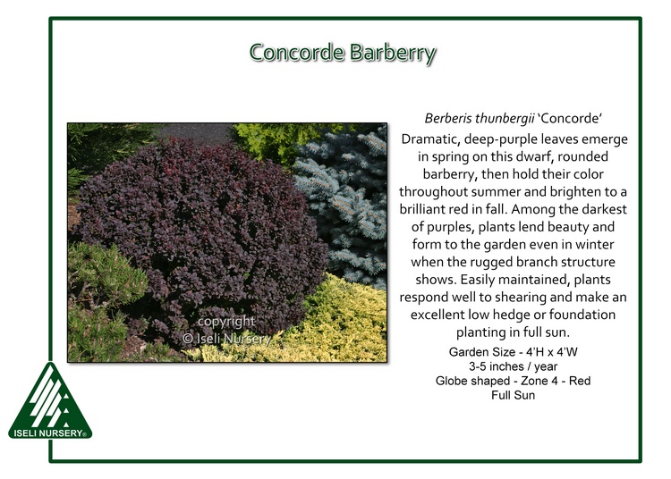 Berberis thunbergii 'Concorde'
