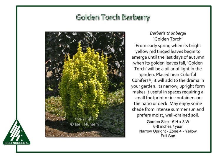 Berberis thunbergii 'Golden Torch'