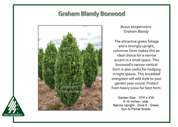 Buxus sempervirens 'Graham Blandy'