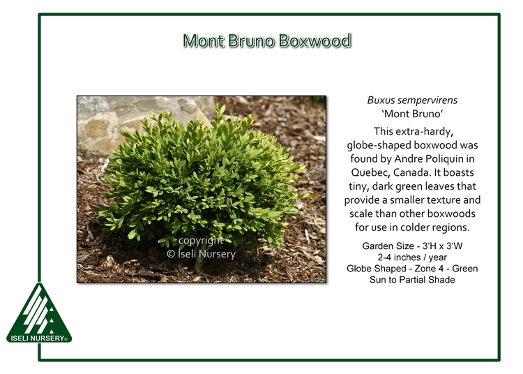 Buxus sempervirens 'Mont Bruno'