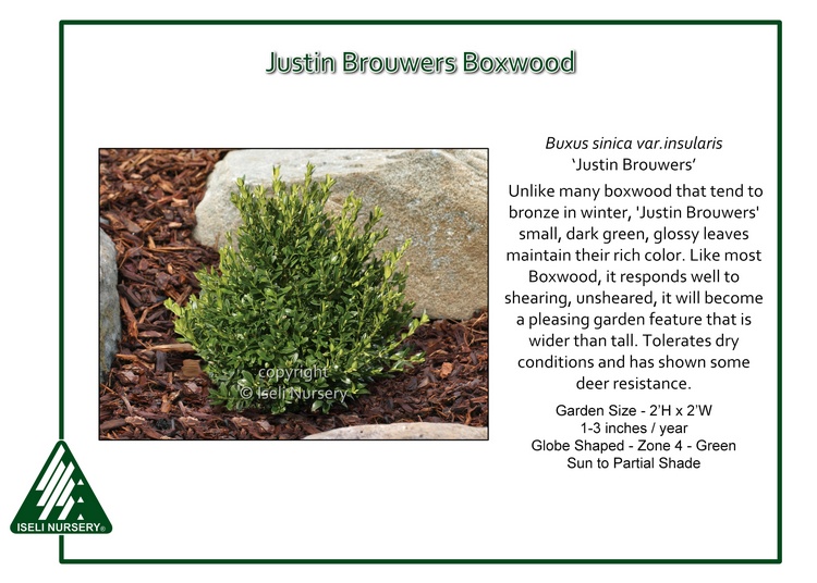 Buxus sinica var. insularis 'Justin Browers'