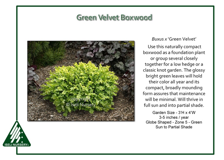 Buxus x 'Green Velvet'