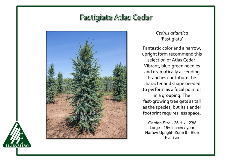 Cedrus atlantica 'Fastigiata'