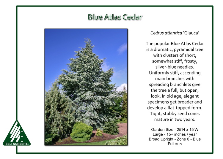 Cedrus atlantica 'Glauca'