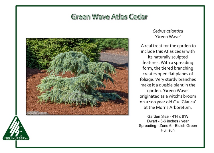 Cedrus atlantica 'Green Wave'