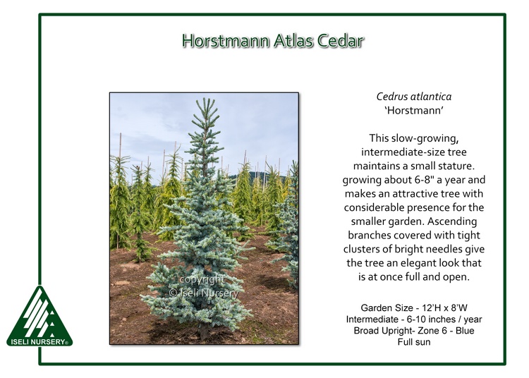 Cedrus atlantica 'Horstmann'