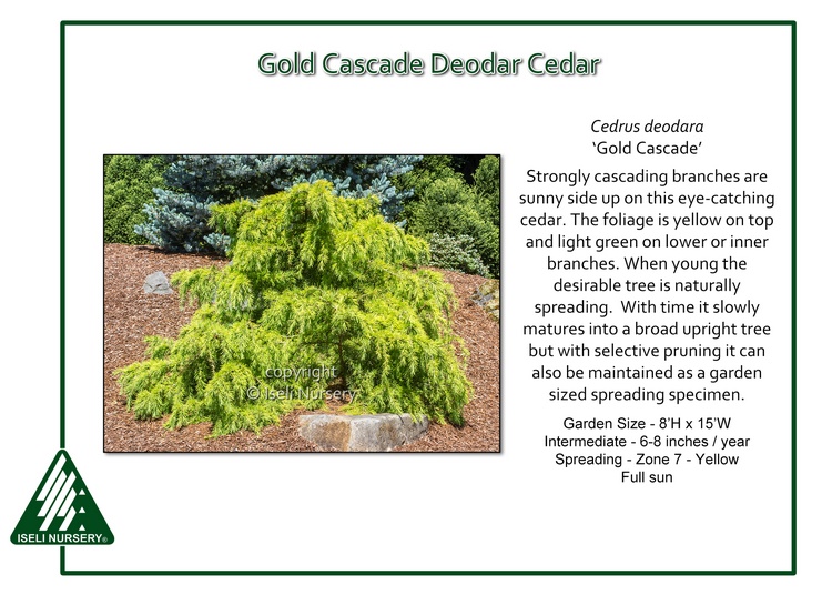 Cedrus deodara 'Gold Cascade'