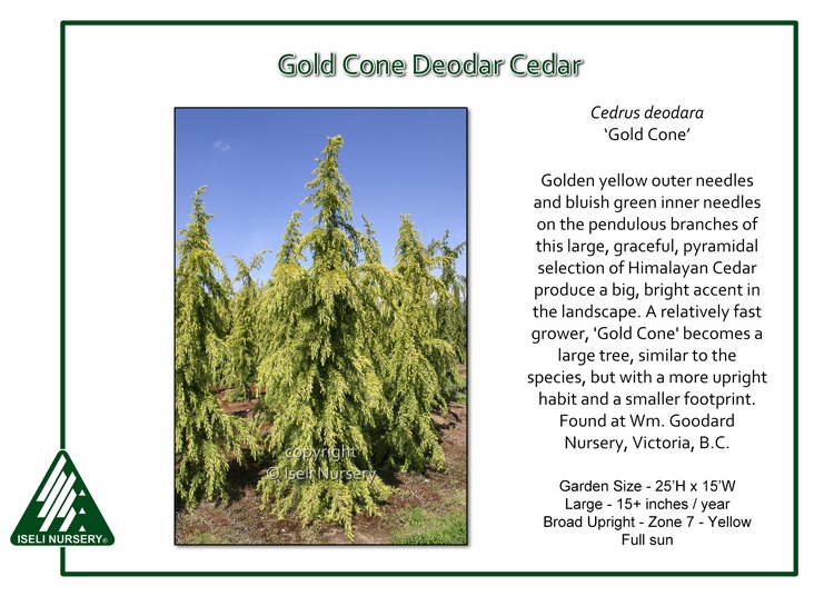 Cedrus deodara 'Gold Cone'