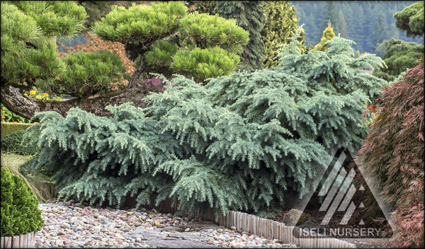 Cedrus deodara 'Prostrate Beauty'