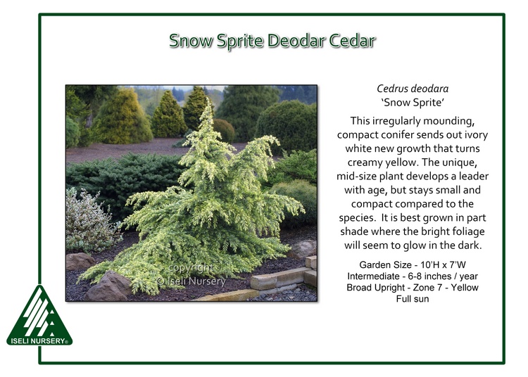 Cedrus deodara 'Snow Sprite'