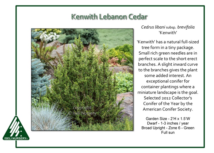 Cedrus libani subsp. brevifolia 'Kenwith'