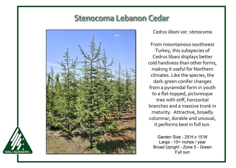 Cedrus libani var. stenocoma