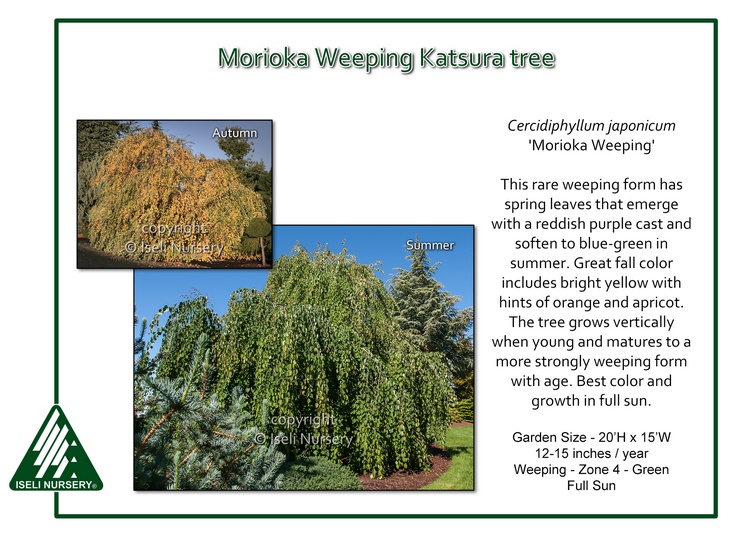 Cercidiphyllum japaonicum 'Morioka Weeping'