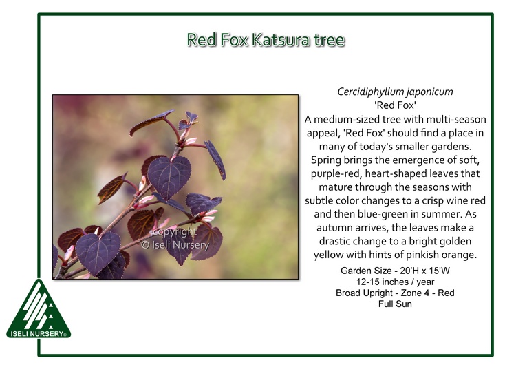 Cercidiphyllum japaonicum 'Red Fox'