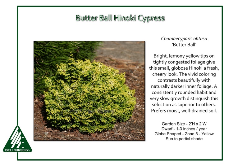 Chamaecyparis obtusa 'Butter Ball'