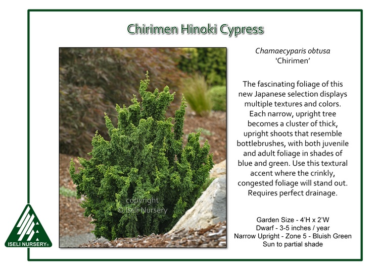 Chamaecyparis obtusa 'Chirimen'