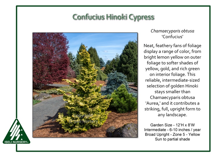 Chamaecyparis obtusa 'Confucius'