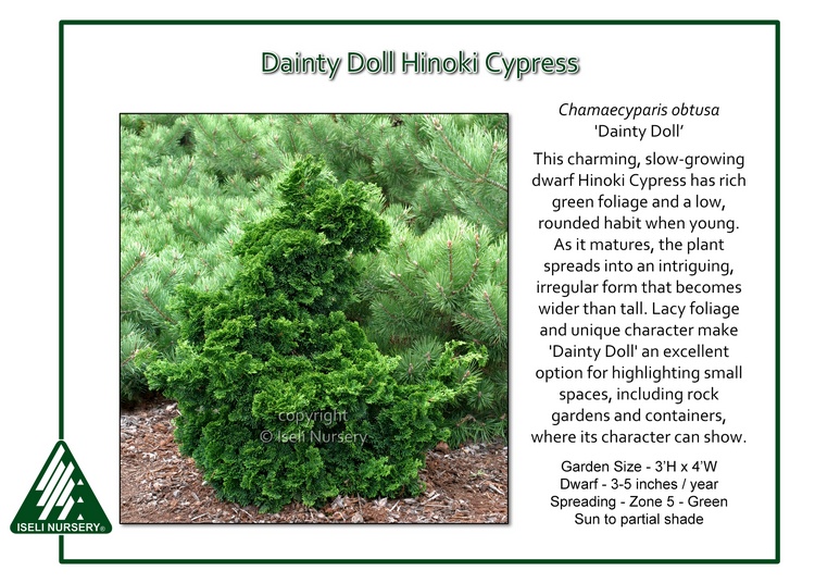 Chamaecyparis obtusa 'Dainty Doll'