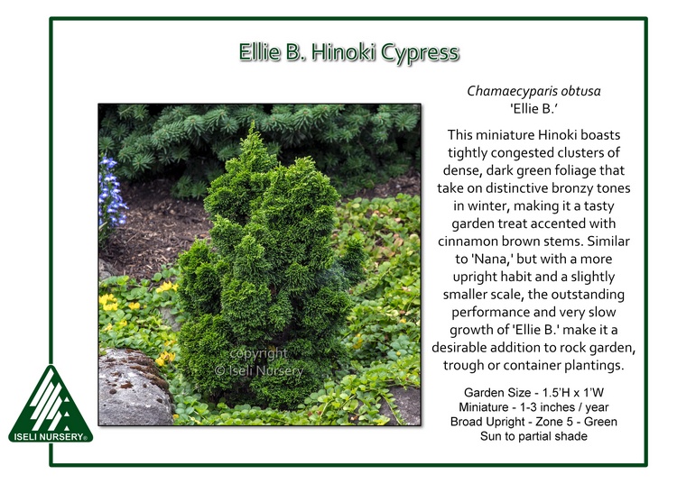 Chamaecyparis obtusa 'Ellie B.'