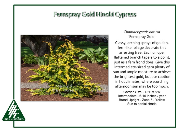 Chamaecyparis obtusa 'Fernspray Gold'
