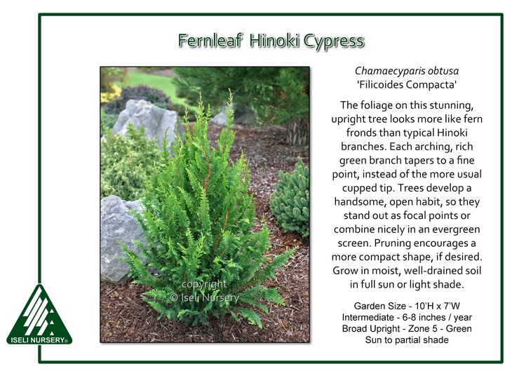 Chamaecyparis obtusa 'Filicoides Compacta'