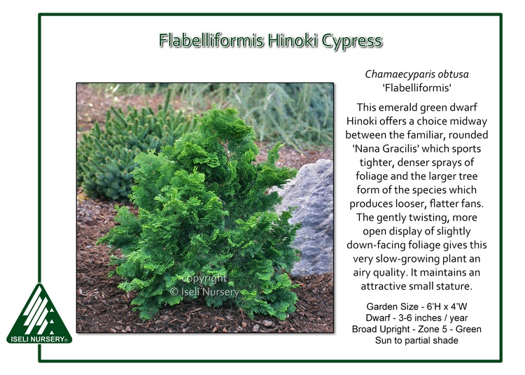 Chamaecyparis obtusa 'Flabelliformis'