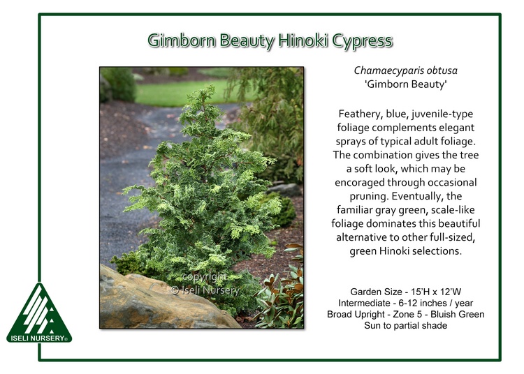 Chamaecyparis obtusa 'Gimborn Beauty'