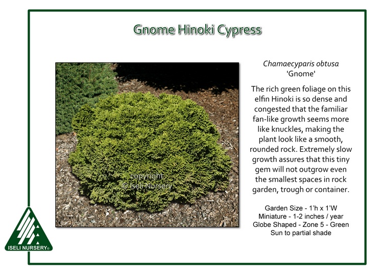 Chamaecyparis obtusa 'Gnome'