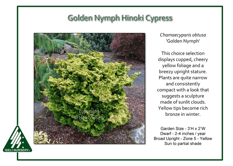 Chamaecyparis obtusa 'Golden Nymph'