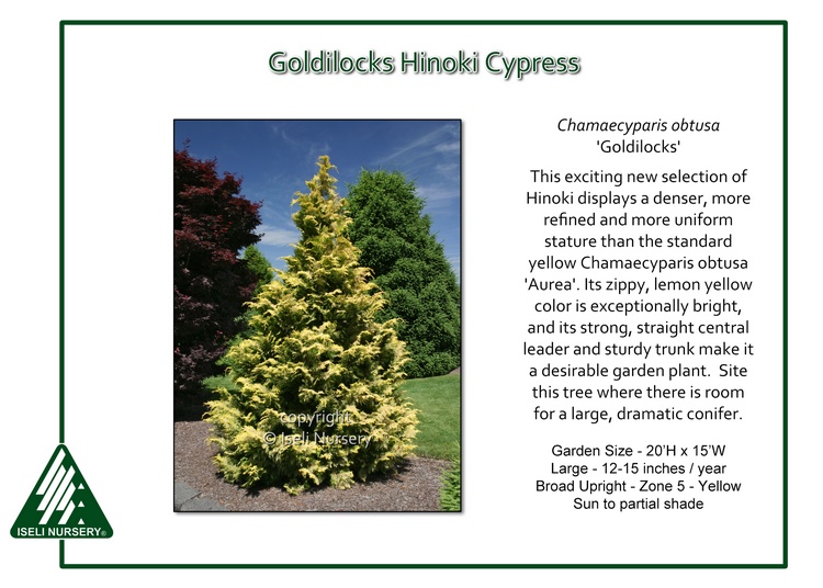 Chamaecyparis obtusa 'Goldilocks'