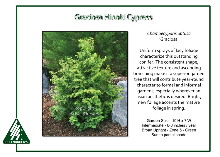 Chamaecyparis obtusa 'Graciosa'