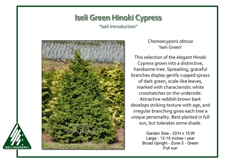 Chamaecyparis Obtusa Iseli Green Iseli Nursery