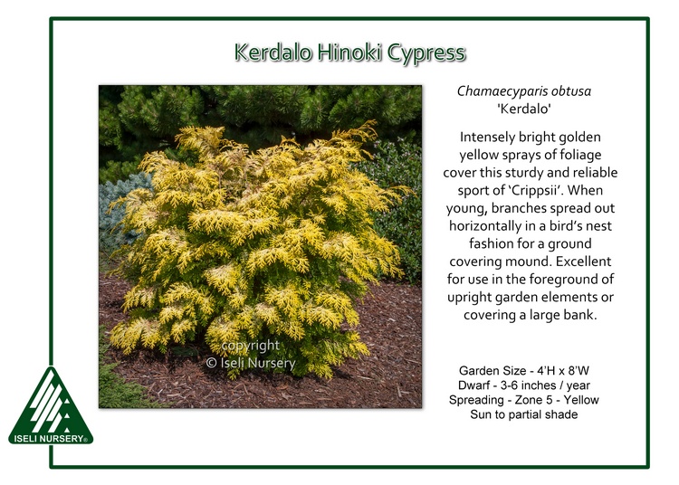 Chamaecyparis obtusa 'Kerdalo'