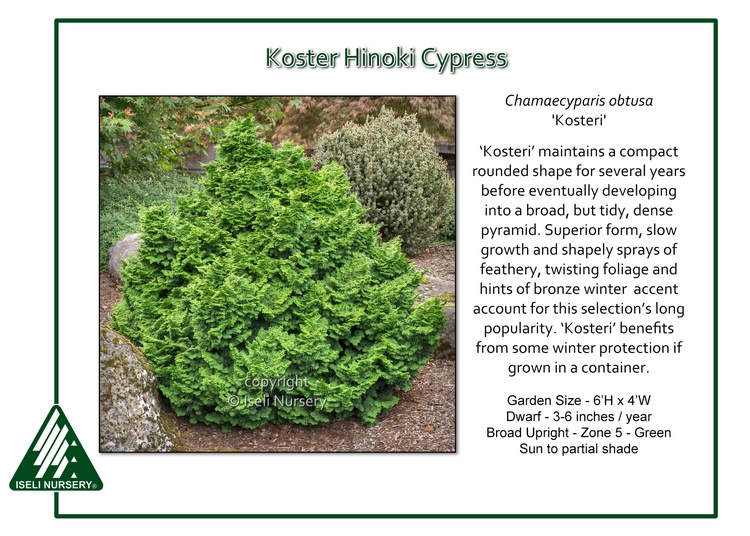 Chamaecyparis obtusa 'Kosteri'