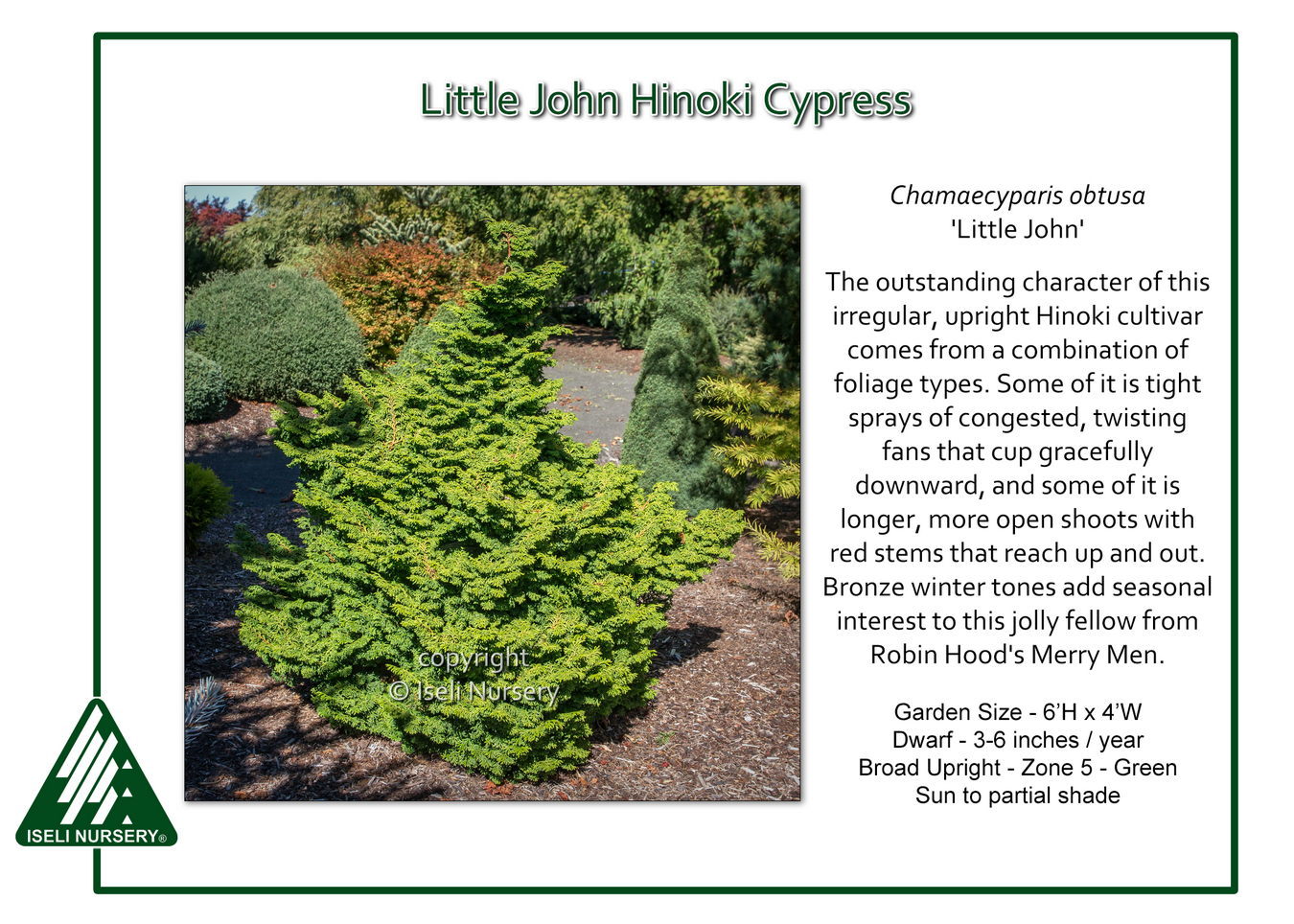 Chamaecyparis obtusa 'Little John' - Iseli Nursery