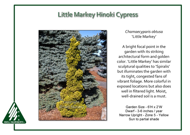 Chamaecyparis obtusa 'Little Markey'