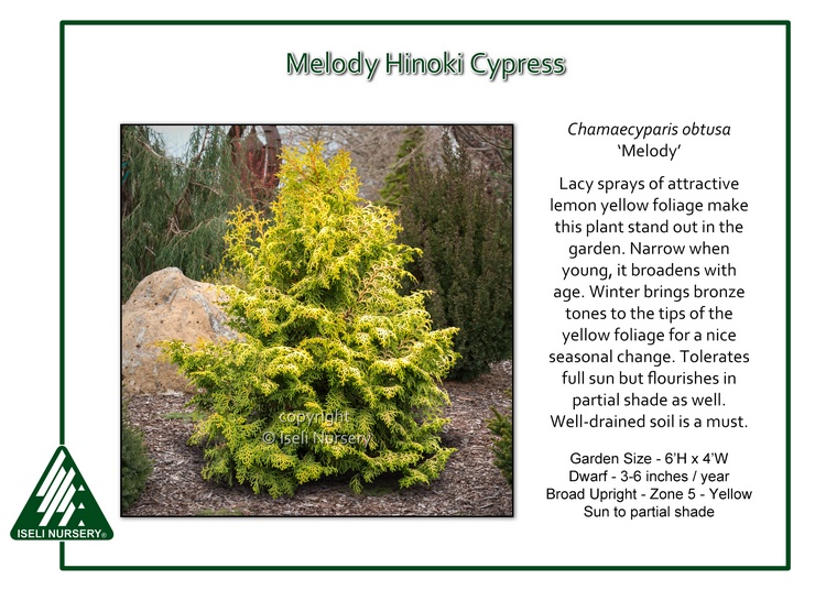 Chamaecyparis obtusa 'Melody'